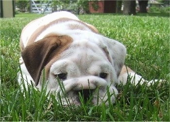 Diesel the English Bulldog puppy laying down outside in grass