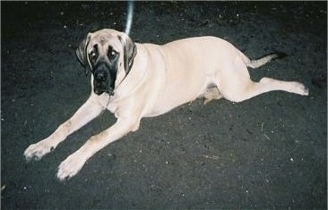 A tan with black English Mastiff is laying on a black top surface.