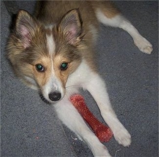 Kaylee the tan, white with black Eskland puppy is laying on a carpet. There is a red bone toy in between her paws.