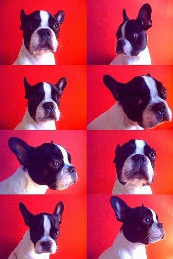 A series of eight photos of a white with black Frenchton sitting in front a red wall. It is turning its head in different directions