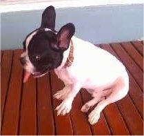 A white with black Frenchton is sitting on a wooden deck with its mouth open and tongue out