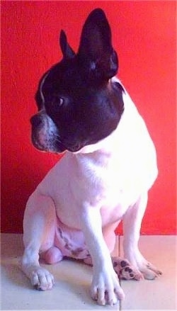 A white with black Frenchton is sitting in front of a red wall. It is looking to the left