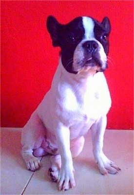 A white with black Frenchton is sitting in front of a red wall. Its tongue is sticking out of its mouth a little bit