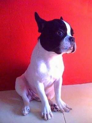 A white with black Frenchton is sitting on a tiled floor in front of a red wall.