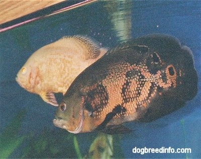 A large white and orange albino tiger oscar and a large black and orange tiger oscar swimming side by side inside of a fish tank.