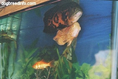 An orange and white albino and a black and orange tiger oscar are swimming next to each other at the top of the fish aquarium. There is an ornage gold fish swimming near them.
