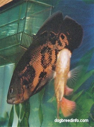 A black and orange tiger oscar is swimming under a filter with an orange and white albino oscar under it