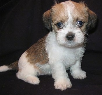 A tan and white with black Fo-Tzu puppy is sitting on a black backdrop