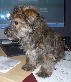 A tan, brown with white Fourche Terrier puppy is sitting in front of a computer monitor and on top of a calender