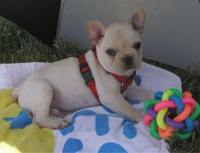 A cream French Bulldog puppy is laying outside on a white with blue and yellow towel. There is a colorful toy in front of it