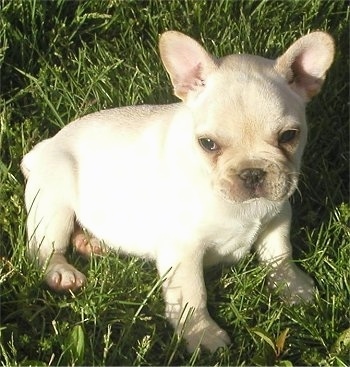 A cream French Bulldog puppy is sitting outside in grass
