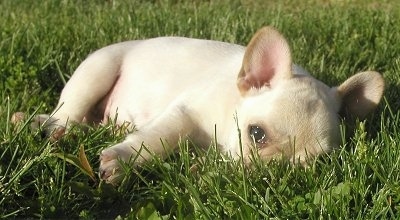 A cream French Bulldog puppy is laying down on its side peeking out from the grass.