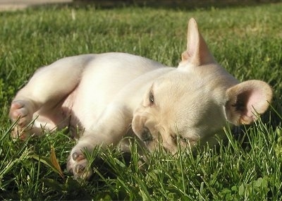 A cream French Bulldog puppy is laying down on its side in grass