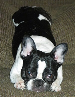 A black and white French Bulldog is laying on a olive green couch