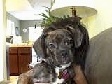 A black brindle Frengle is in the arms of a person on a couch