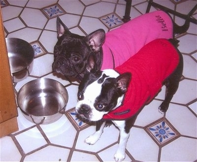 A black French Bulldog in a pink shirt is standing next to a black and white Boston Terrier who is wearing a red vest. They are standing on a white tiled floor that has a blue pattern in a kitchen in front of their water and empty food dish.