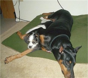 Two dogs laying down on a large green pillow on top of a tan carpet, a large black and tan Doberman Pinscher with its paw over a small Pekingese/Terrier mix.