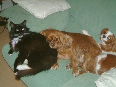 Sam the black and white cat is laying on a green couch with Rosie the Ruby Cavalier and Emily the Blehiem Cavalier King Charles Spaniel