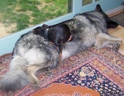 A large Shiloh Shepherd is laying on its side in front of a sliding door. There is a small black and tan Min Pin dog sleeping on top of her.