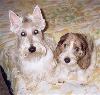 A white Scottish Terrier is laying next to a tan with white Petit Basset Griffon Vendeen puppy on top of a human's bed that is covered in white with yellow flowered sheets.