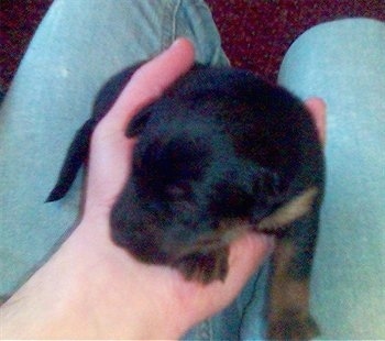 A person is holding a small Jagdterrier puppy in their hand over their lap