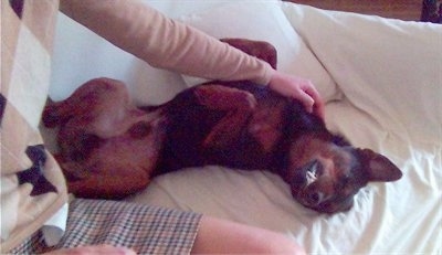 A Jagdterrier is laying on its back belly-up on a couch that is covered with a white sheet and getting pet by a person in a tan plaid sweater and skirt.