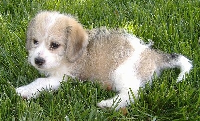 A tan and white Beagle/Bichon puppy is laying in grass that is almost as tall as it.