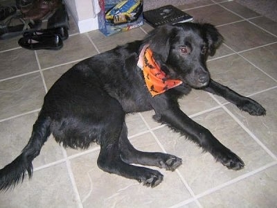A black Golden Labrador is laying on a tan tiled floor with a book and shoes behind it. It is wearing an orange and black bandana