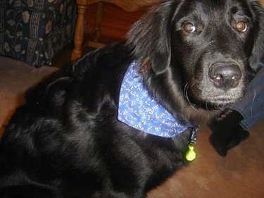A black Golden Labrador is sitting on a carpet. It is wearing a blue bandana and a dog collar with a light on it.