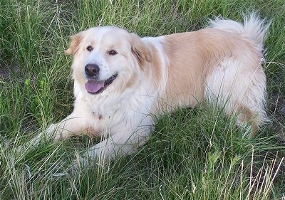 A Golden Pyrenees is laying in a field looking up panting.