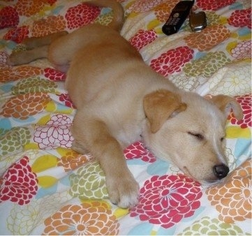 A Golden Sheltie puppy is sleeping on its side on a human's bed that has a colorful blanket on it. Behind it there are two phones, a landline and a cell phone.
