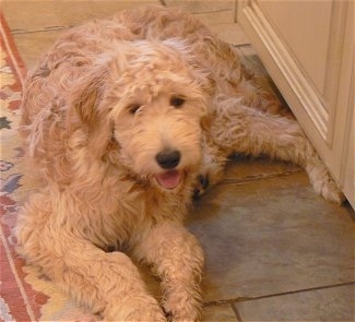 A Goldendoodle is laying on a floor and it is laying in a doorway. Its mouth is open and tongue is out