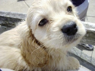 Close up - A cream colored, Petite Goldendoodle puppy is laying on a stone surface looking up and to the right. It has longer wavy hair on its ears.
