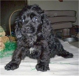 A wavy-coated, black Petite Goldendoodle puppy is sitting on a blanket looking to the left in front of green Easter grass and a brown wicker basket.