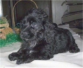 A wavy-coated, black Petite Goldendoodle puppy is laying across a blanket looking to the left.