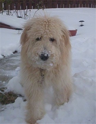 A long-haired tan Goldendoodle is walking around in snow with snow all over its nose