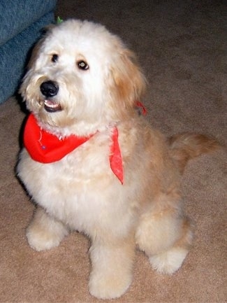 A cream colored Goldendoodle is wearing a red scarf sitting on a tan carpet next to a couch
