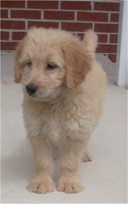 A tan Goldendoodle puppy is standing on a cement porch in front of a brick house looking down and to the left