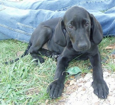 A black Goldmaraner puppy is laying in grass in front of a person who is wearing blue jeans. One of its front paws is on top of a pile of white rocks