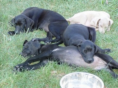 Three black and one silver Goldmaraner puppies are laying around each other in grass. There is a metal water bowl in front of them
