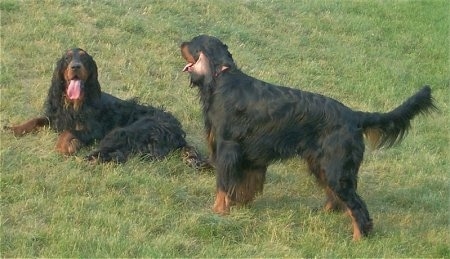 Two black and tan Gordon Setters are in grass. One is laying down with its mouth open and tongue out. One is standing up and its back is most prominent. It also has its mouth open and tongue out