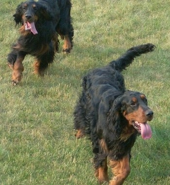 Two panting black and tan Gordon Setters are running outside in grass. One dog is in front of the other.