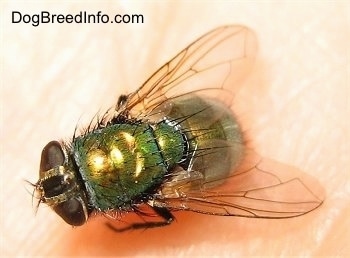 Green Bottle Fly in the palm of a hand