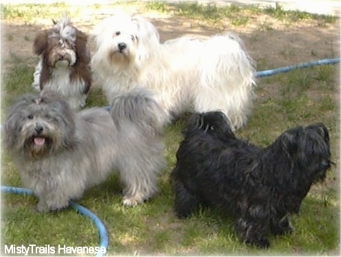 Four Havanese of varying colors are standing in grass. Three of them are standing over top of a blue water hose.