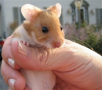 Close up - A white with tan Teddy Bear hamster is being held in a person's hand looking to the right.