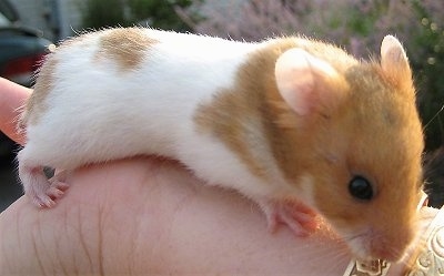 A white with tan hamster is laying across a persons palm and looking over the side of the persons hand.