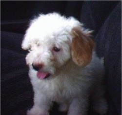 A small white and tan Havachon puppy is sitting in the passenger side of a vehicle looking down and to the left