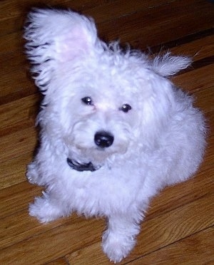 A white Highland Maltie is sitting on a hardwood floor looking up with one ear up and one ear down.