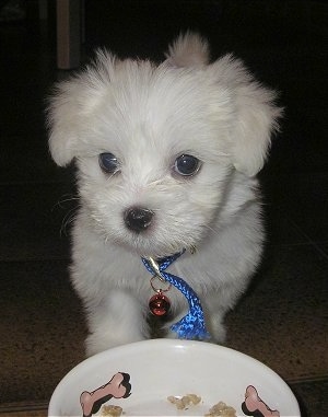 Close Up - A small white Highland Maltie puppy is standing in front of a food bowl