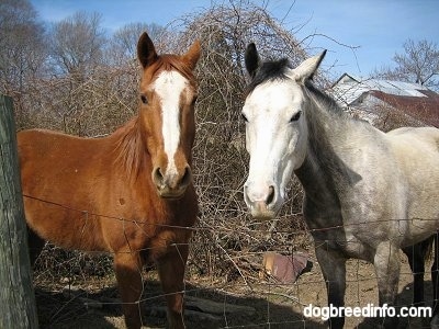 A brown with white Horse is standing in grass next to a white with black horse. They are both looking forward.